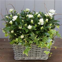 Walter Smith Flowers - A Beautiful White Rose Basket