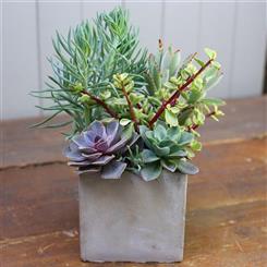  WSF Plant - The Succulent Garden