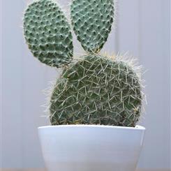 Opuntia Cactus