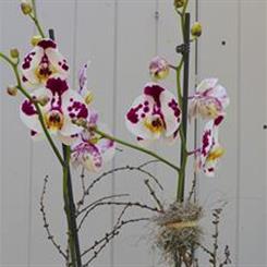  WSF Plant - The Truly Lovely Orchid