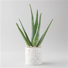  WSF Plant - Aloe Plant