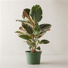  WSF Plant - Beautiful Ficus Plant