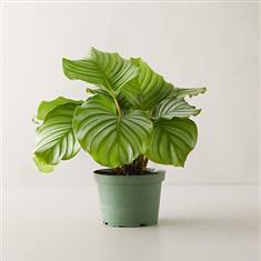  WSF Plant - Calathea Plant