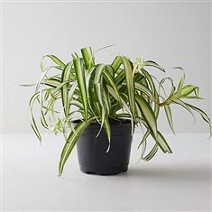  WSF Plant - Spider Plant