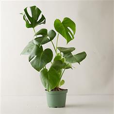  WSF Plant - The Monstera Deliciosa