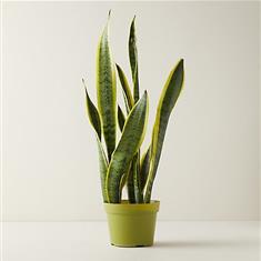  WSF Plant - The Snake Plant