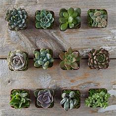  WSF Plant - Your Succulent Collection