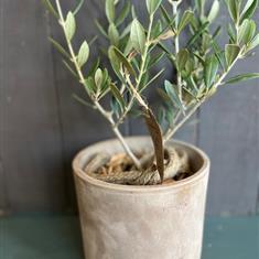  WSF Plant - Miniature Olive Tree