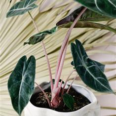 WSF Plant - The Lovely Alocasia Pink Dragon