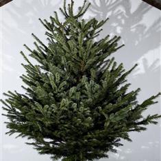     Christmas Tree - Non Drop